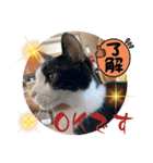 猫愛スタンプ⑧（個別スタンプ：5）