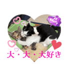 猫愛スタンプ⑧（個別スタンプ：6）