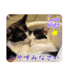 猫愛スタンプ⑧（個別スタンプ：7）