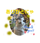 猫愛スタンプ⑧（個別スタンプ：8）