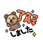 がんばるヨーキースタンプ（個別スタンプ：1）