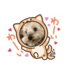 がんばるヨーキースタンプ（個別スタンプ：3）