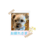 がんばるヨーキースタンプ（個別スタンプ：4）