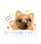 がんばるヨーキースタンプ（個別スタンプ：9）