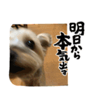 がんばるヨーキースタンプ（個別スタンプ：11）