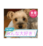 がんばるヨーキースタンプ（個別スタンプ：13）