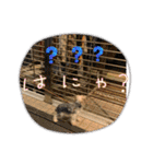 がんばるヨーキースタンプ（個別スタンプ：21）