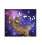 ホープとポポ日常スタンプ（個別スタンプ：4）