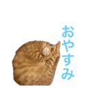 ホープとポポ日常スタンプ（個別スタンプ：6）
