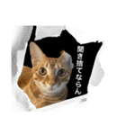 ホープとポポ日常スタンプ（個別スタンプ：9）