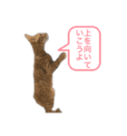 ホープとポポ日常スタンプ（個別スタンプ：14）