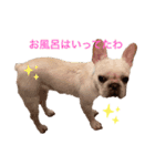 フレンチブルドッグの福（個別スタンプ：4）