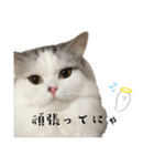 グゥちゃんスタンプ（個別スタンプ：1）