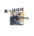 可愛い過ぎるココハク（個別スタンプ：1）