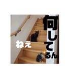 可愛い過ぎるココハク（個別スタンプ：6）