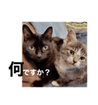 可愛い過ぎるココハク（個別スタンプ：7）