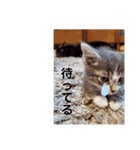 可愛い過ぎるココハク（個別スタンプ：11）