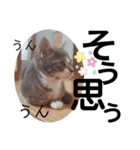 可愛い過ぎるココハク（個別スタンプ：18）