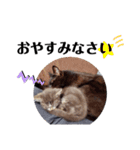 可愛い過ぎるココハク（個別スタンプ：23）