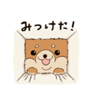 柴犬とボク【よく使う言葉】仲良しスタンプ（個別スタンプ：24）