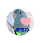 マメルリハのリル15（個別スタンプ：1）