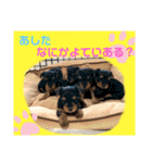 ウチのヨーキーちゃん達♡3（個別スタンプ：2）
