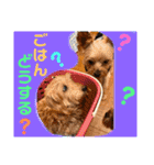 ウチのヨーキーちゃん達♡3（個別スタンプ：3）