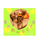 ウチのヨーキーちゃん達♡3（個別スタンプ：4）