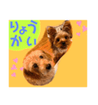 ウチのヨーキーちゃん達♡3（個別スタンプ：5）