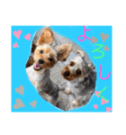 ウチのヨーキーちゃん達♡3（個別スタンプ：11）