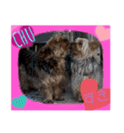 ウチのヨーキーちゃん達♡3（個別スタンプ：12）