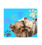 ウチのヨーキーちゃん達♡3（個別スタンプ：14）
