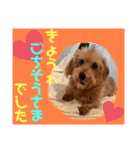 ウチのヨーキーちゃん達♡3（個別スタンプ：16）