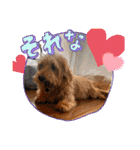ウチのヨーキーちゃん達♡3（個別スタンプ：17）
