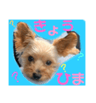 ウチのヨーキーちゃん達♡3（個別スタンプ：21）