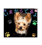 ウチのヨーキーちゃん達♡3（個別スタンプ：22）