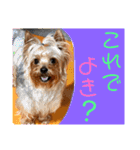 ウチのヨーキーちゃん達♡3（個別スタンプ：23）