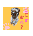 ウチのヨーキーちゃん達♡3（個別スタンプ：24）