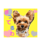 ウチのヨーキーちゃん達♡3（個別スタンプ：25）
