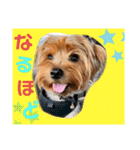 ウチのヨーキーちゃん達♡3（個別スタンプ：27）