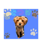 ウチのヨーキーちゃん達♡3（個別スタンプ：28）