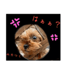 ウチのヨーキーちゃん達♡3（個別スタンプ：32）