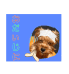 ウチのヨーキーちゃん達♡3（個別スタンプ：33）