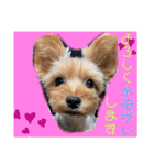 ウチのヨーキーちゃん達♡3（個別スタンプ：34）