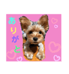 ウチのヨーキーちゃん達♡3（個別スタンプ：35）