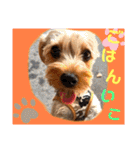 ウチのヨーキーちゃん達♡3（個別スタンプ：39）