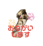 ダックスフンドの桃子のスタンプ（個別スタンプ：4）
