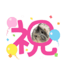 ダックスフンドの桃子のスタンプ（個別スタンプ：13）