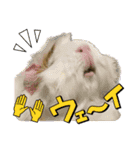 ダックスフンドの桃子のスタンプ（個別スタンプ：15）