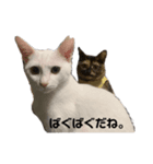 ばぐばくのへんなねこ（個別スタンプ：5）